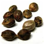Семена марихуаны АК-47  (Seeds AK-47) в Нижних Сергах